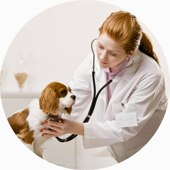 Veterinary Medical Devices